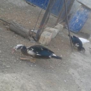 7ordek 5i lal . qazlar rusiyya sortudur.