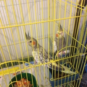 2 denedir..3ayliqdir.ele oyretmek daniwtirmaq olar.