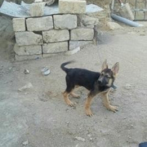 temiz nemecski afcarka.