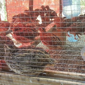 Yumurtlayan Bildirçinlər