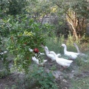 Qu linda ve rus qazlari