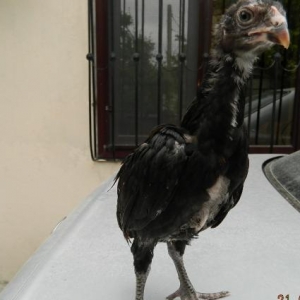 Muxtelif  yashda   cuceler  muvafiq   qiymetlere