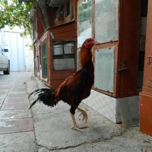 Ucuz  heyrati   beceleri