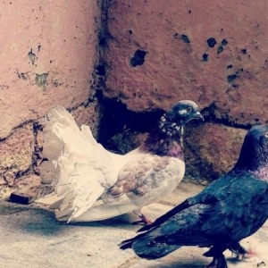 Pavlin erkeydi.Yaxwi pul verene catacaq.qiymeti ele bele qoyuram.pavli