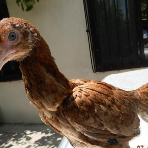 Ela  turk  cinsinden olan   fereler  ve  beceler