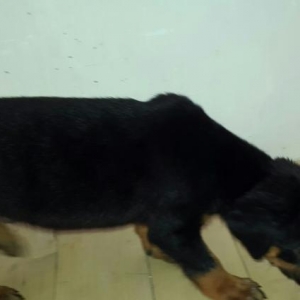 Чистокровный Щенок Добермана..Saglam ve Temiz qan Doberman balasi..