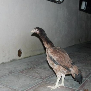 Heyrati   Bece    ve  Fereler