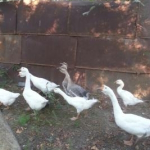 Qu linda ve rus qazlari