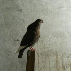 Qirmizi ag qened.Tutulma quşdur