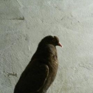 Qirmizi ag qened.Tutulma quşdur