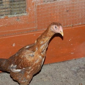 Heyrati   Bece    ve  Fereler