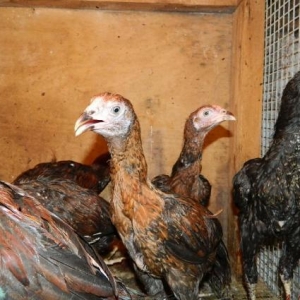 Ucuz  heyrati   beceleri