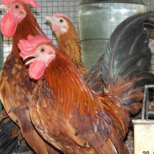 Yaponkalar    ve  Holland  Aqkekil    toyuqlari