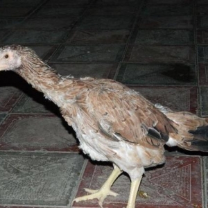 Heyrati   Bece    ve  Fereler