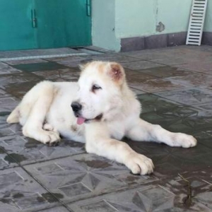 Alabay balasi..Turkmenistandan getirilib..2 ay yarimliq baladi..Pe