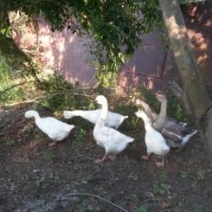 Qu linda ve rus qazlari