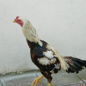 Ela  turk  cinsinden olan   fereler  ve  beceler