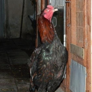 Heyrati   Bece    ve  Fereler