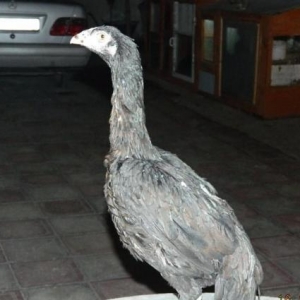 Чистокровный Щенок Добермана..Saglam ve Temiz qan Doberman balasi..