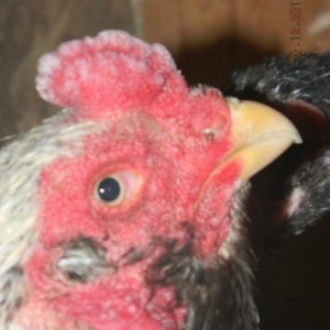 Ela  turk  cinsinden olan   fereler  ve  beceler