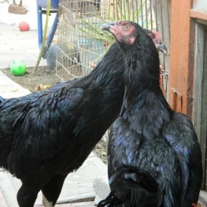 Heyratinin    en gozeli