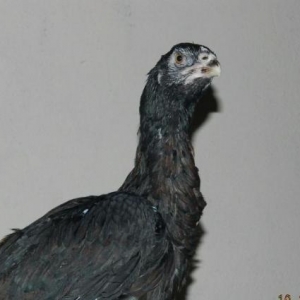 Heyrati   Bece    ve  Fereler