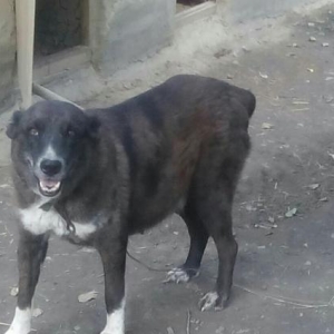 Продам щенков кавказского �