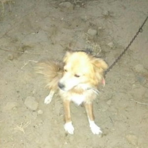 Rusiyadan getirilmedir.Parodasini bilmirəm.Dord yaşı var.Balacaliqdan