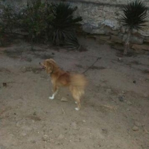 Rusiyadan getirilmedir.Parodasini bilmirəm.Dord yaşı var.Balacaliqdan