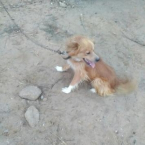 Rusiyadan getirilmedir.Parodasini bilmirəm.Dord yaşı var.Balacaliqdan