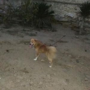 Rusiyadan getirilmedir.Parodasini bilmirəm.Dord yaşı var.Balacaliqdan