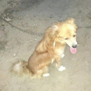 Rusiyadan getirilmedir.Parodasini bilmirəm.Dord yaşı var.Balacaliqdan