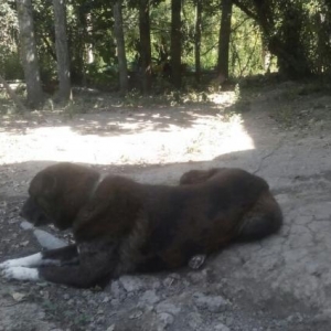 Продам щенков кавказского волкодава