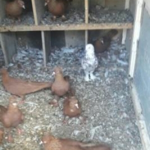 qirmizi kekililer on ucdenedi