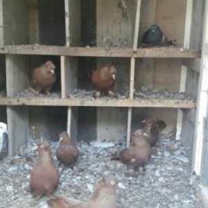 qirmizi kekililer on ucdenedi