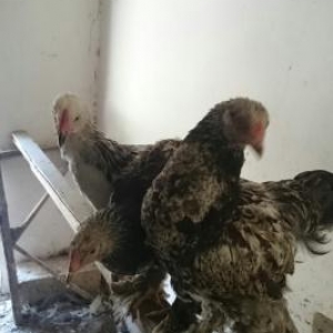 Brama xoruzu ve beceleri.