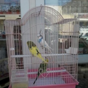 3 pakuqay qab qariwiq satilir