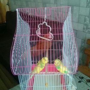 dişi ve erkeydi,qefesle bir yerde satılı