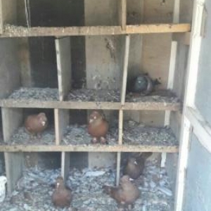 qirmizi kekililer on ucdenedi