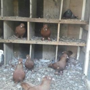 qirmizi kekililer on ucdenedi