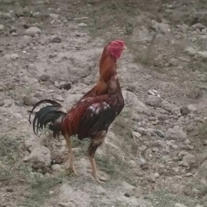 gilanı xoruzu satılır tecili