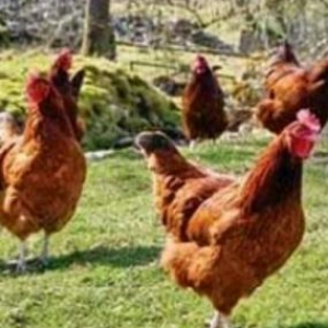 bakida mərdəkan qəsəbəsində toyuq cucələri