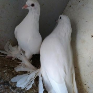 Təmiz ağdır,hec bir nişanı yoxdur.Cutdur.