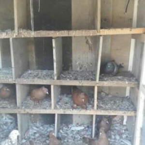 qirmizi kekililer on ucdenedi