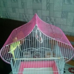 dişi ve erkeydi,qefesle bir yerde satılı