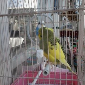 3 pakuqay qab qariwiq satilir