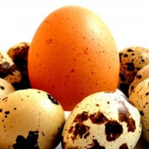 Bildirçin yumurtası satılır