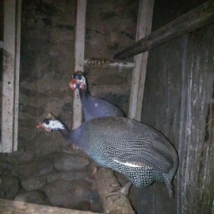 Sebzı Baharlar Satılır 1 cüt