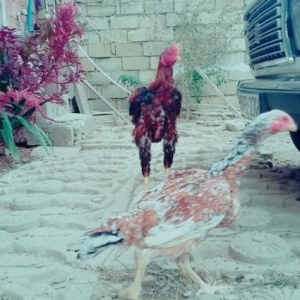 Doyusken heyrati turkdu isteyen doyuwune baxib ala