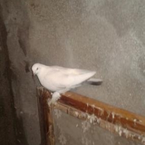 boynu qara agbaw goyercinler satiram